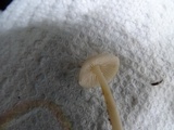 Alboleptonia adnatifolia image