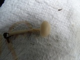 Alboleptonia adnatifolia image