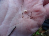 Gymnopus quercophilus image