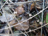 Gymnopus quercophilus image
