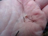 Gymnopus quercophilus image