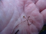 Gymnopus quercophilus image