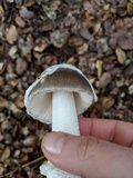 Amanita crassiputamen image