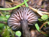 Entoloma sericeum image