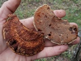 Inocutis texana image