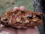 Inocutis texana image