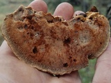 Inocutis texana image