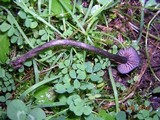 Entoloma sericeum image