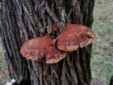 Inocutis texana image