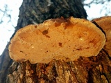 Inocutis texana image
