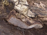 Perenniporia fraxinophila image
