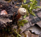 Crinipellis zonata image