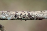 Hypoxylon fragiforme image