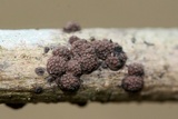 Hypoxylon fragiforme image