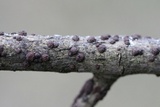 Hypoxylon fragiforme image