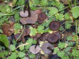 Myxomphalia maura image