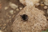 Cyathus olla image