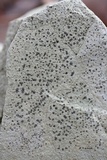 Porpidia albocaerulescens var. albocaerulescens image