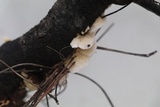 Irpex lacteus image