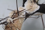 Irpex lacteus image