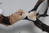 Irpex lacteus image