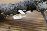 Irpex lacteus image