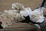 Irpex lacteus image