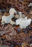 Hydnum albomagnum image