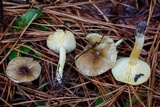 Hygrophorus hypothejus image
