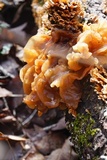 Phaeotremella frondosa image