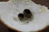 Peziza badia image