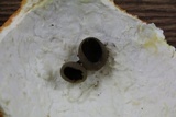 Peziza badia image
