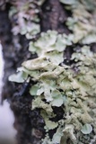 Parmotrema tinctorum image