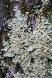 Parmotrema tinctorum image