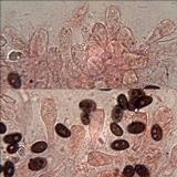 Coprinellus radians image