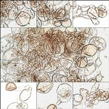 Coprinellus radians image