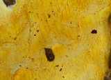 Perenniporia subacida image