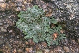 Phaeophyscia rubropulchra image