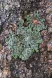 Phaeophyscia rubropulchra image