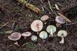 Leucoagaricus cupresseus image