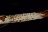Sistotremastrum suecicum image