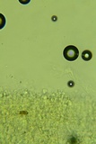 Sistotremastrum suecicum image