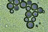 Rhodocollybia butyracea image