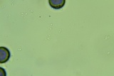 Rhodocollybia butyracea image