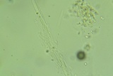 Rhodocollybia butyracea image