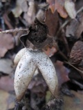Geastrum fornicatum image