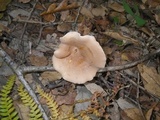 Infundibulicybe geotropa image