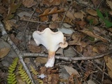 Infundibulicybe geotropa image