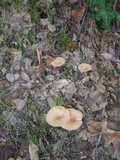 Infundibulicybe geotropa image