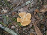 Infundibulicybe geotropa image